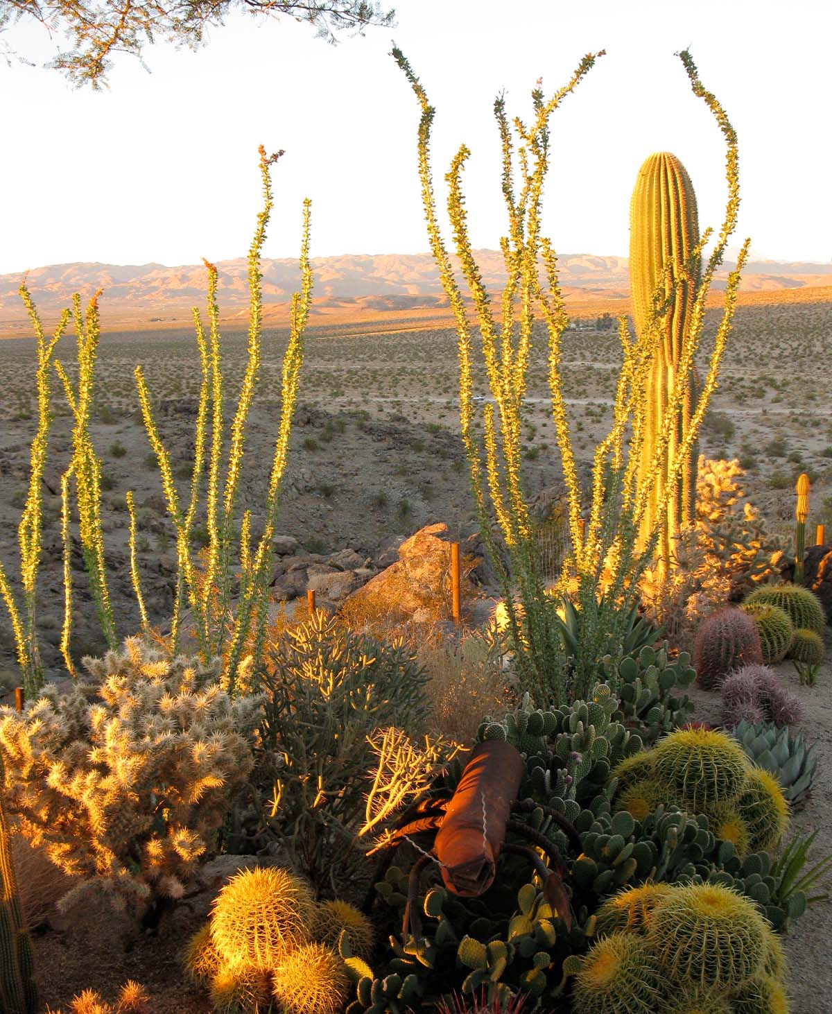The Desert Sun - Create Verdant Yards With Less Water