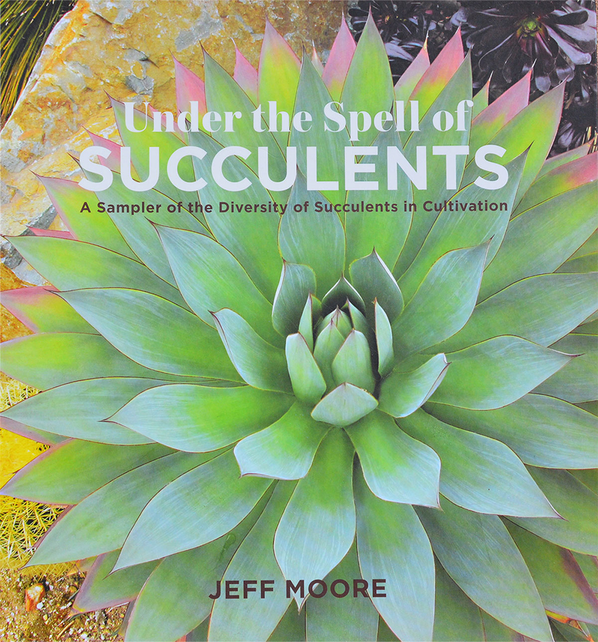 Under the Spell of Succulents