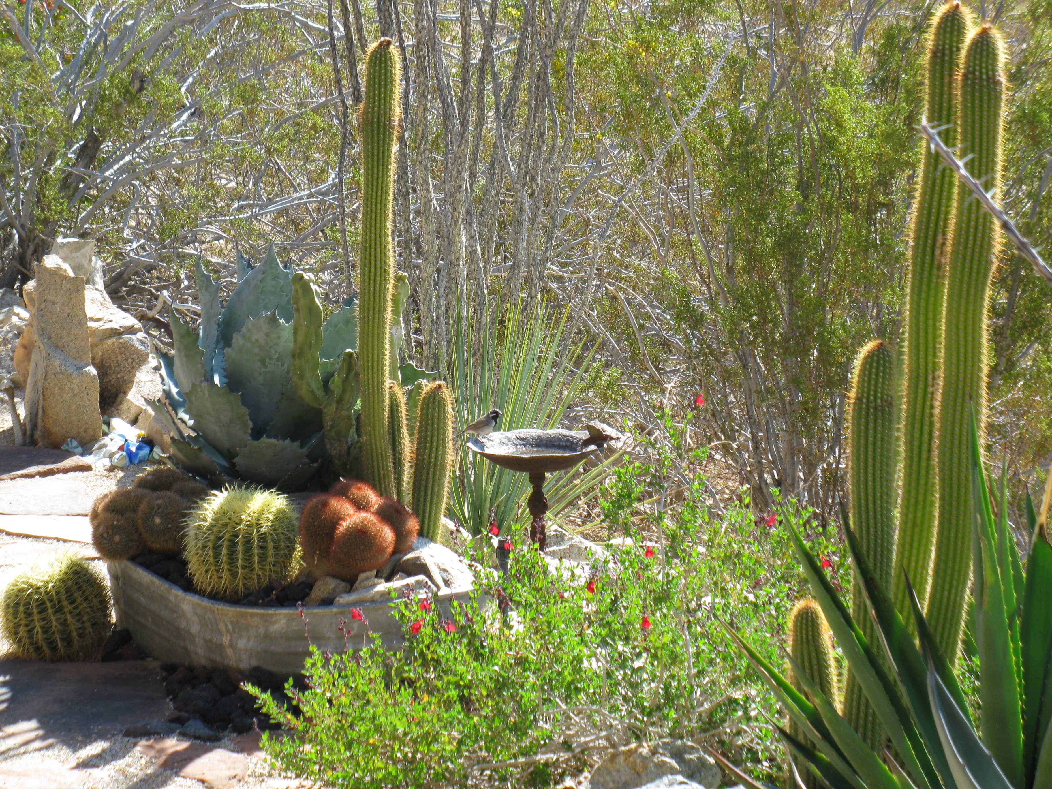 Casa Coyote Phase I