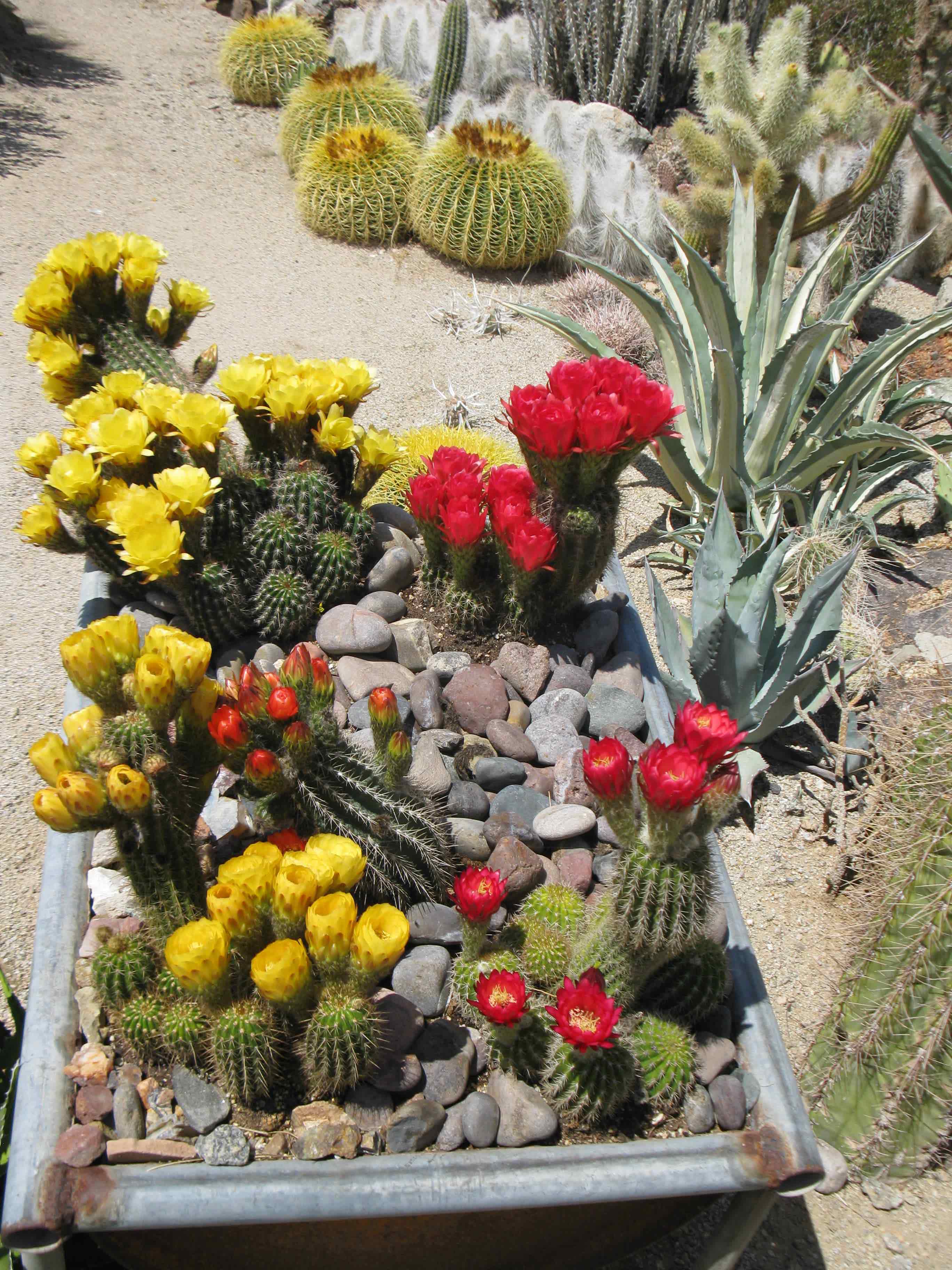 Mojave Rock Ranch